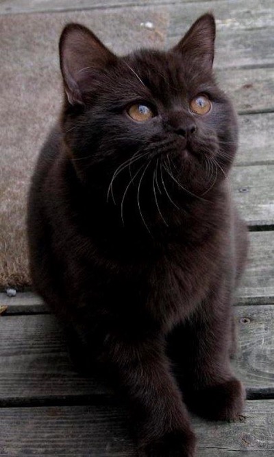 Black cats rule copy