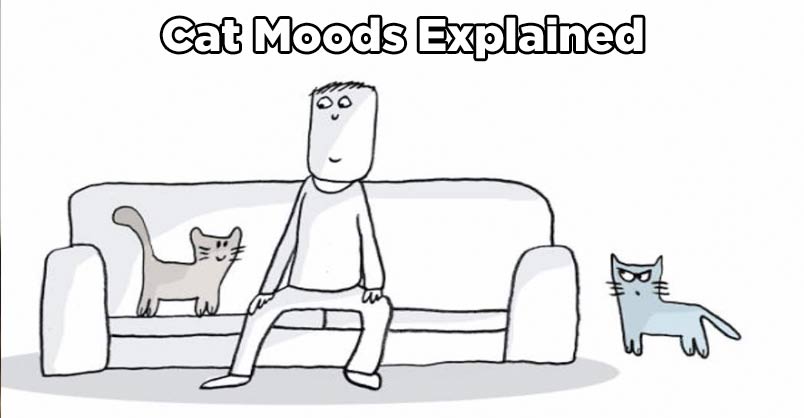 funny cat moods