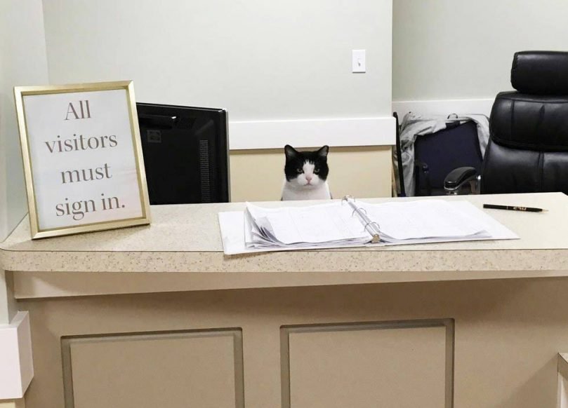 Stray Cat Wanders Into Nursing Home and Gets a Job We Love Cats and
