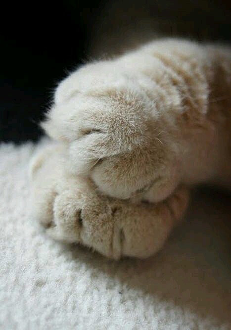 paws for thought