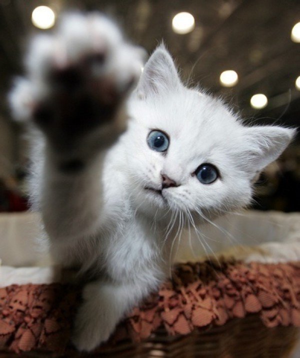 Cats: 101 Amazing Facts about Kittens & Cats