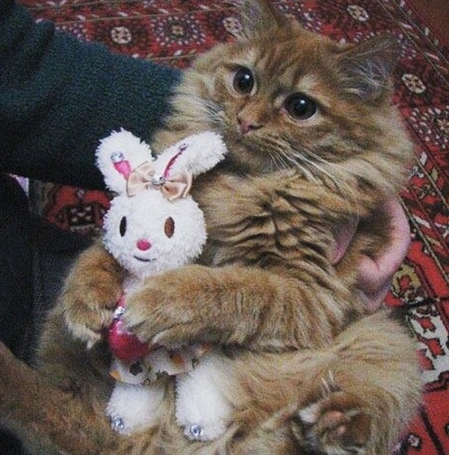 Do you like my new bunny?