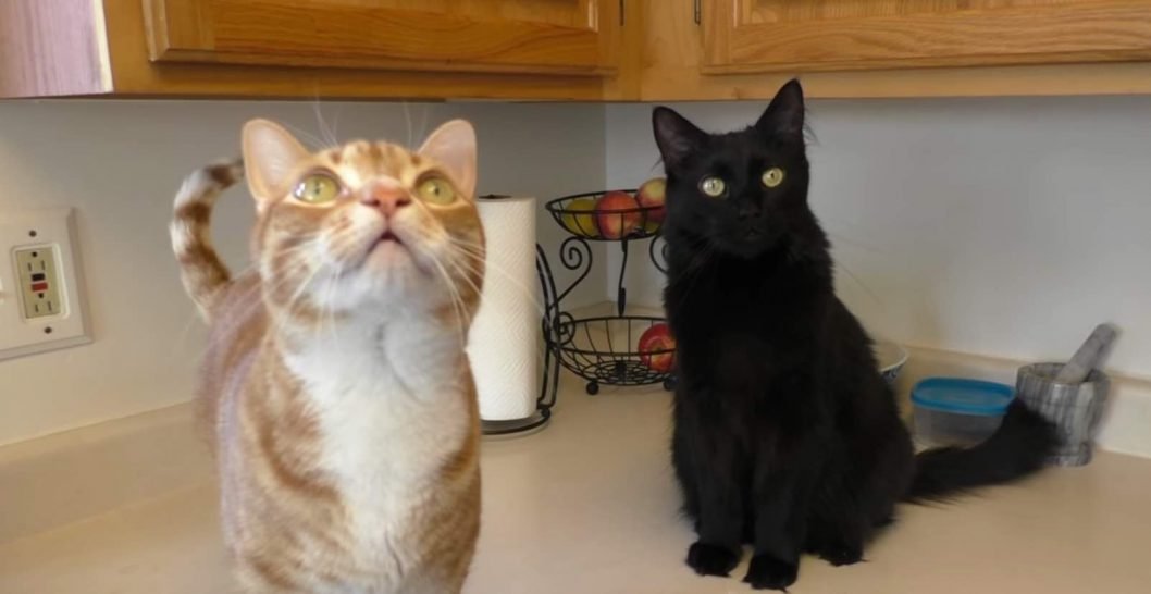 Do You Let Your Cats on the Kitchen Counters? We Love Cats and Kittens