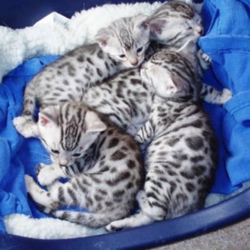 Silver Bengal kittens