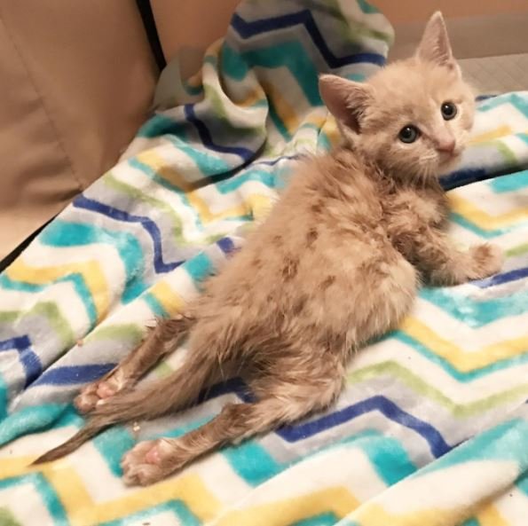 Paralyzed Kitten Gets Acupuncture Treatment and the Results are