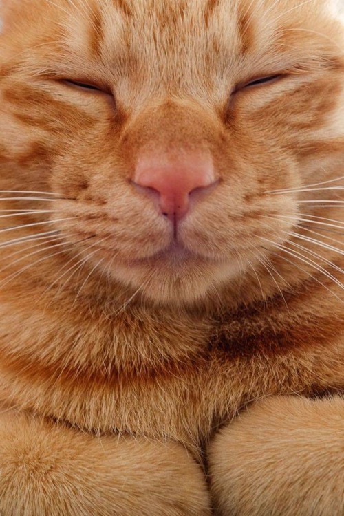 handsome ginger kitty