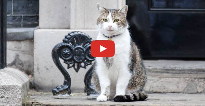 Larry the Cat: Only Downing Street Resident Certain of Home Following