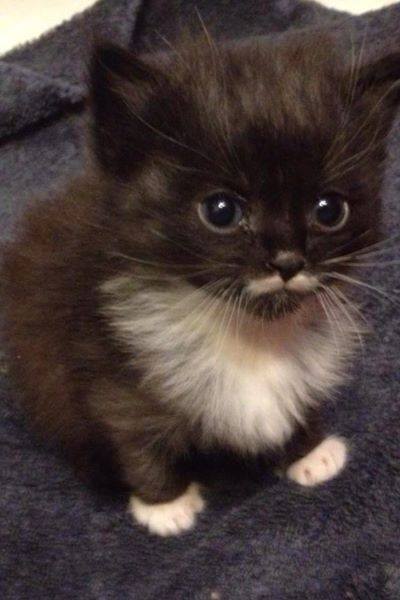 moustached kitty