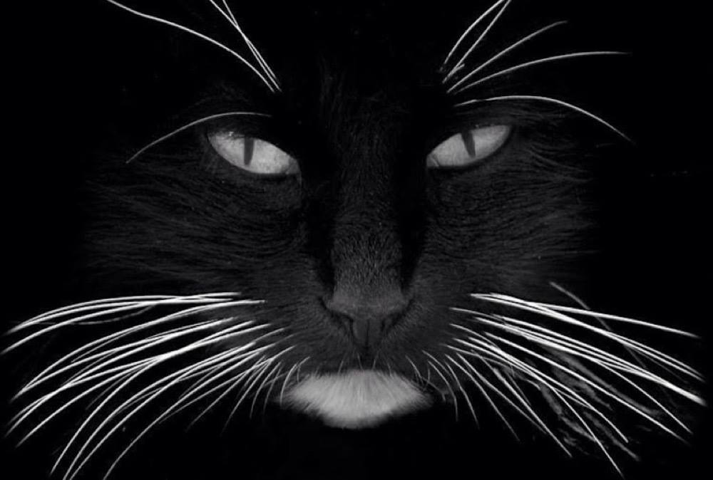 fabulous whiskers!