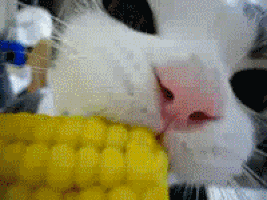 kitty loves corn