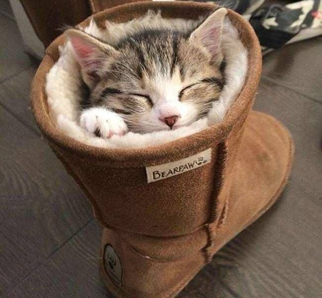Classic Puss in Boot!