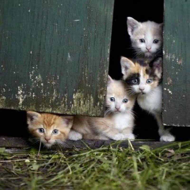 _These-barn-kittens