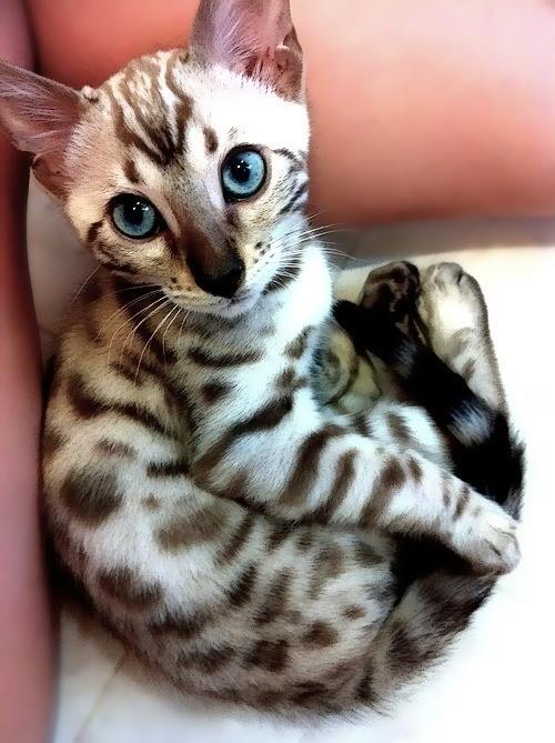 What lovely eyes on this Bengal kitten