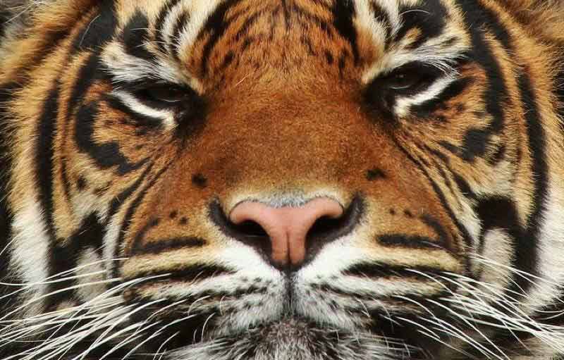 beautiful-tiger