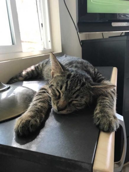 I Came Home From Work And Found A Cat Sitting In My Chair I Don t Have 