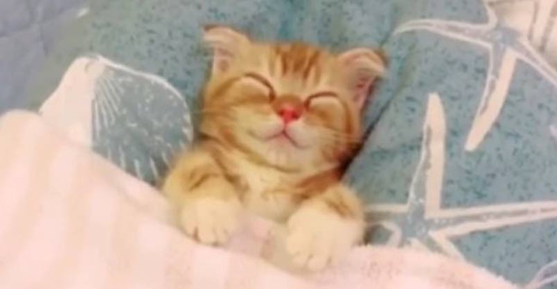 Cuteness Overload Kitten Gets Tucked In Bed We Love Cats And Kittens