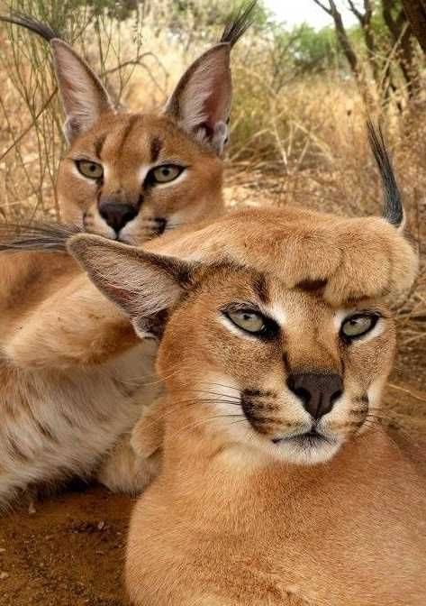 Awesome pic of two Caracals