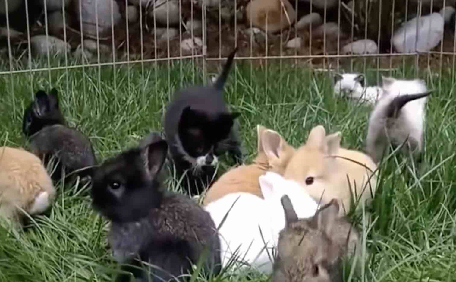 bunnies-3