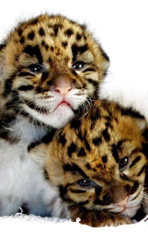 two leopard cubs