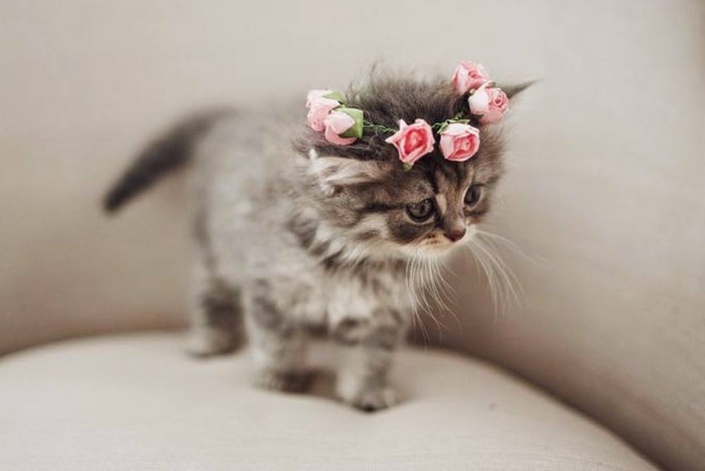 Flower crown for a pretty kitty!