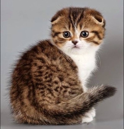 What a adorable Scottish Fold