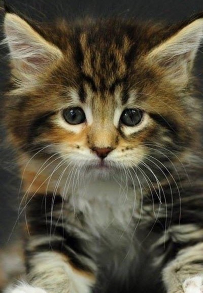 What an adorable longhaired #kitten 