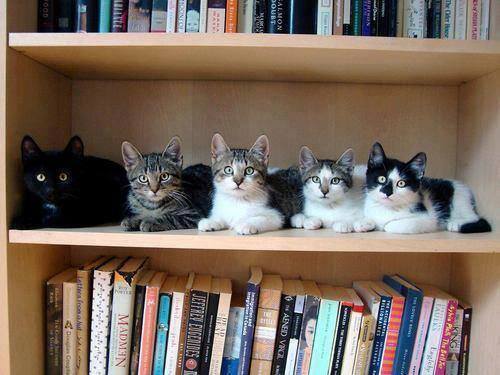 cats and books