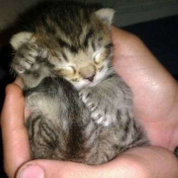 tiny polydactyl kitten
