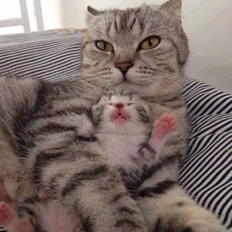 Another-great-mama-cat-and-baby-picture