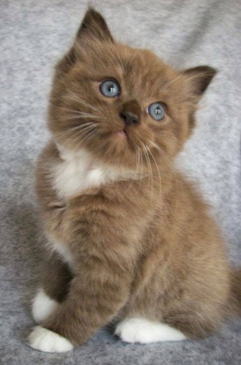 What an adorable chocolate coloured kitty