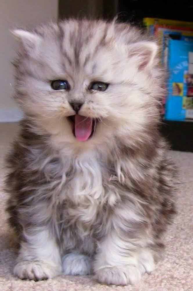 fluffy-Persian-kitten