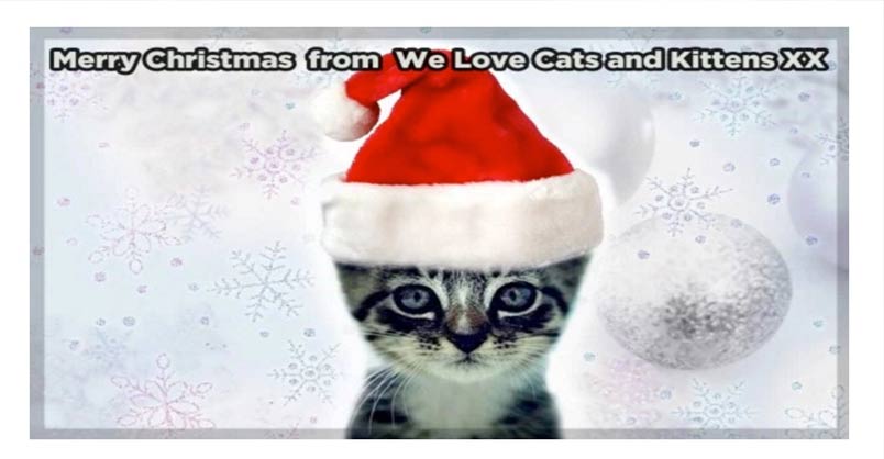 Merry Christmas From We Love Cats And Kittens We Love Cats And Kittens 6971