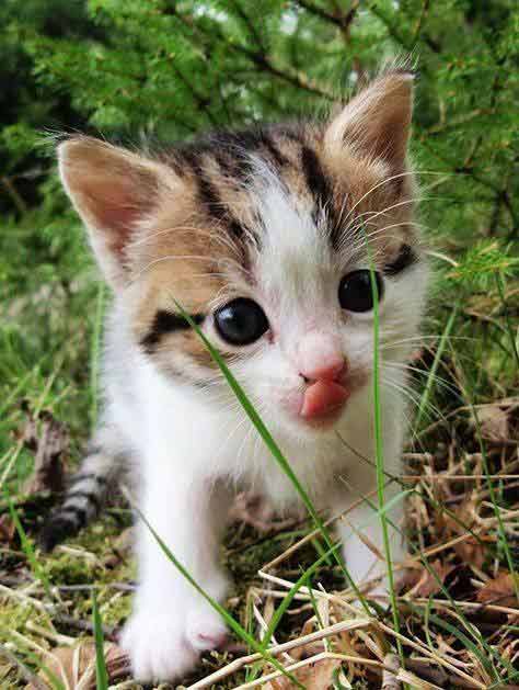 Super-cute-kitten-