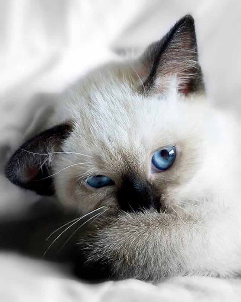 really-cute-kitten