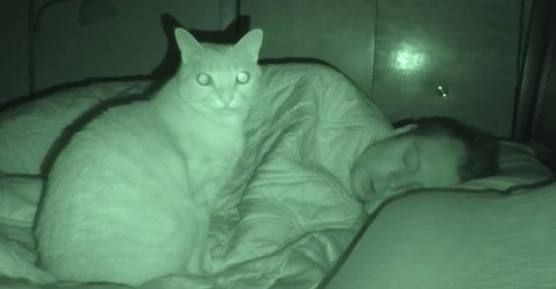 Cat Alarm Clock - We Love Cats and Kittens