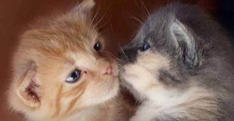 Kitten Kisses 2nd March 2018 We Love Cats And Kittens