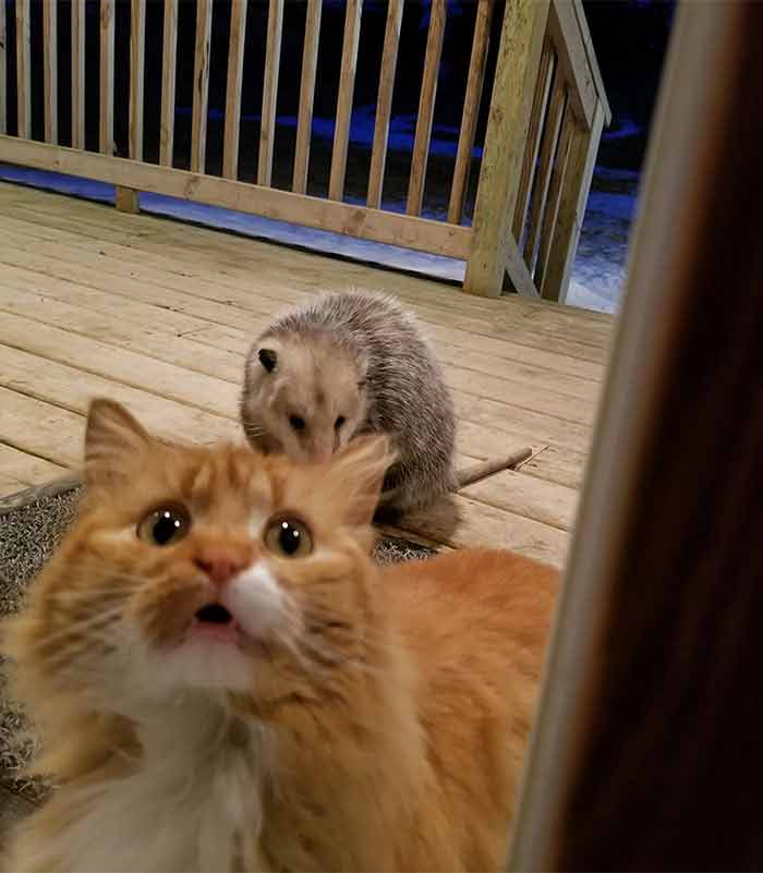 Cat’s Reaction To Possum Stealing Her Food Gets Better With Every Pic