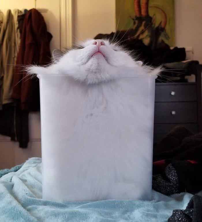 15 Hilarious Photos Of Cats That Prove They Are Liquid We Love Cats and Kittens