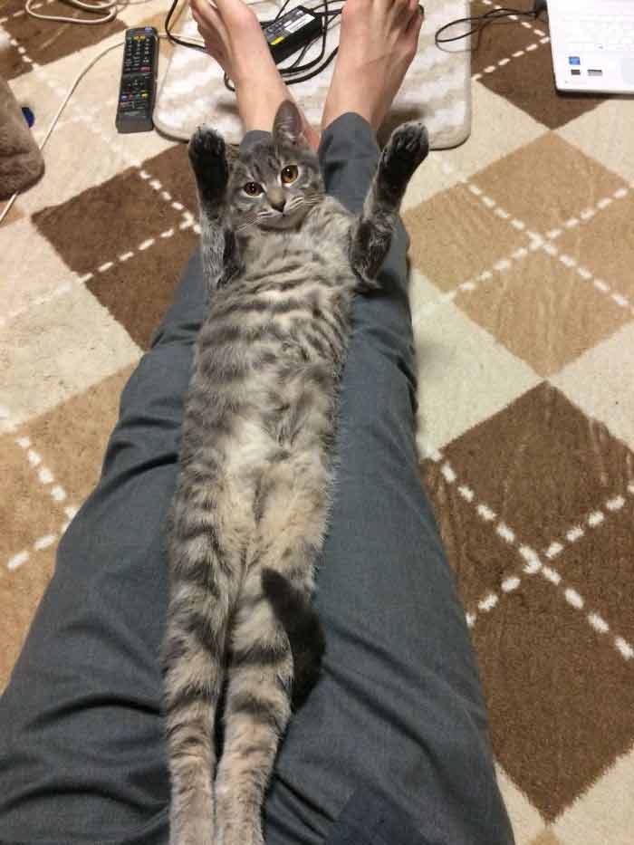 People Are Posting Pics Of Their Cats Stretching And Its Hilarious
