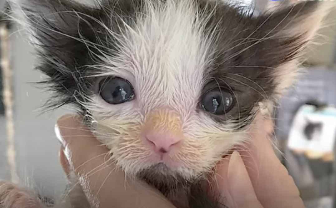 Watch This Micro-Mini Kitten Grow Up - We Love Cats and Kittens