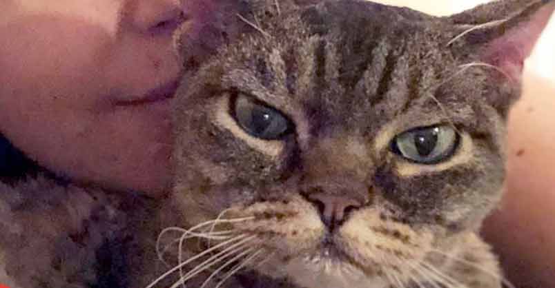 Aggressive Cat Shocks Mom By Becoming A Snugglebug - We Love Cats and ...