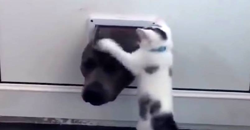 Kitten Won’t Let Dog Through Door - We Love Cats and Kittens
