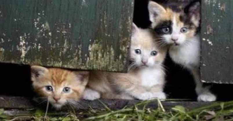 Barn Kittens - 23rd November 2018 - We Love Cats and Kittens