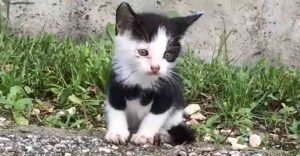 Rescued-Kitten-from-the-Street