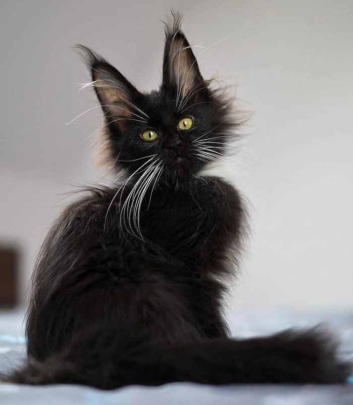 17 Top Images Maine Coon Kittens Fl : 4 Maine Coon Kittens | Catnip Camera