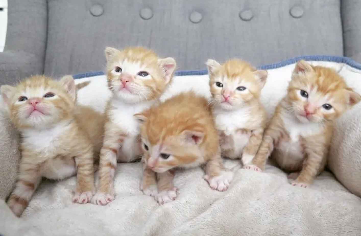 5 Orphaned Ginger Kittens Get Help Just in Time