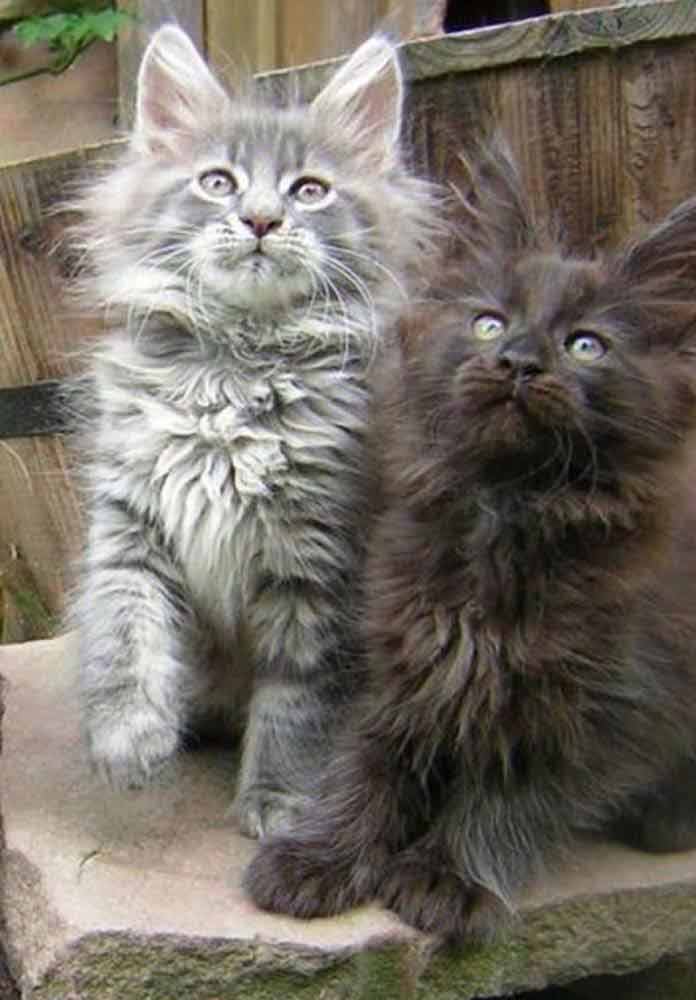 Maine Coon Kittens - 12th April 2019 - We Love Cats and ...