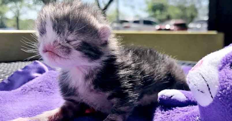 special needs kittens near me