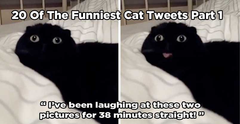 20 Of The Funniest Cat Tweets Part 1 We Love Cats And Kittens