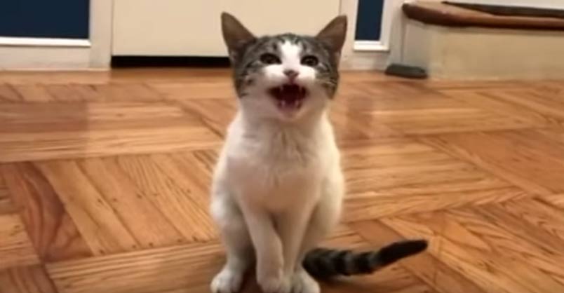 Kitten With Bent Paw Has a Lot to Say About Being Rescued We Love
